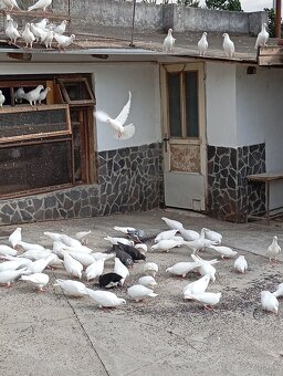 Biele poštové holuby - 3