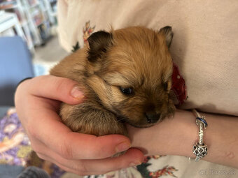 Pomeranian - Nemecky trpasličí špic - šteniatka - 3