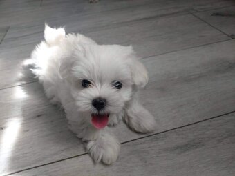 Maltipoo-mini Pudel - 3