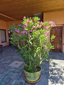 Predám oleander - 3