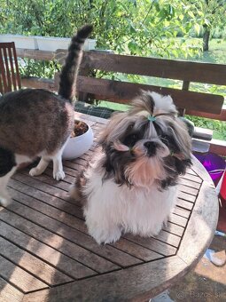 Shih tzu s Pp / shi-tzu / shitzu - 3