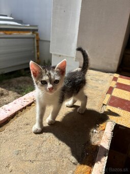Darujem mačiatka na foto - 3