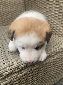 Šteniatka Labradora retrievera - 3