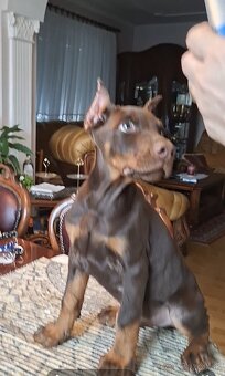 DOBERMAN ŠTENIATKA S FCI P.P - 3