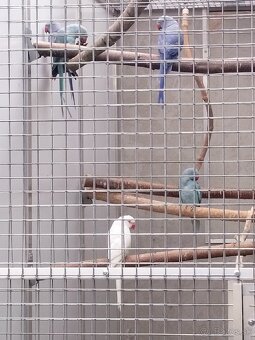 Alexandre malé ročník 25 - 3