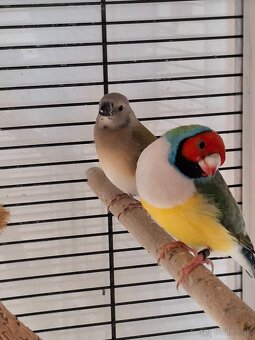 amadina gouldová - 3