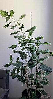 Izbove kvety Ficus - 3