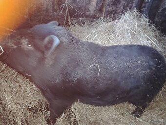 Vietnamské prasa - 3