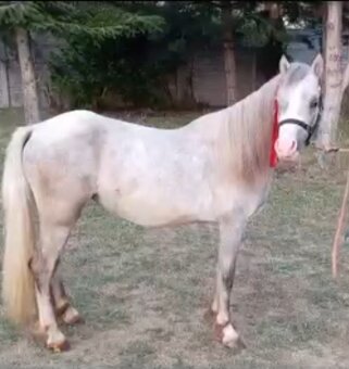 Welsh Mountain Pony - 3