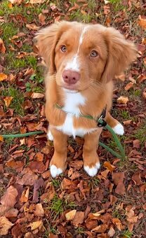 Duck tolling retriever - 3