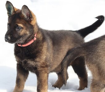 Německý ovčák s PP - 3