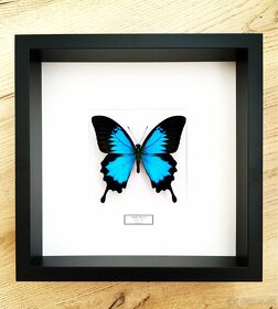 Motýľ Papilio ulysses v ráme - 3