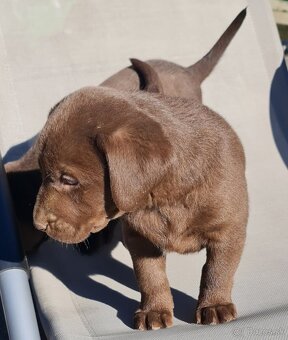 Labrador - 3
