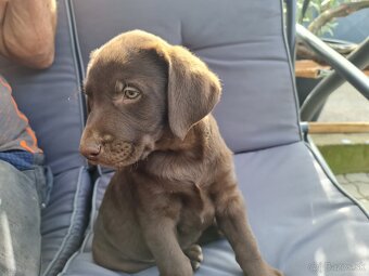 Labrador - 3
