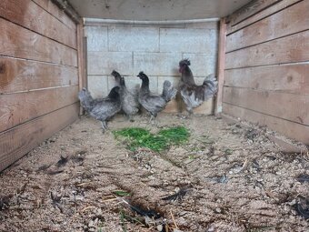 Predám kuriatka ayam cenami - 3