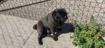 Mops na predaj - 3