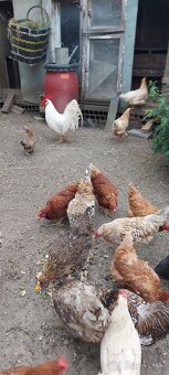 Kohut leghorn - 3