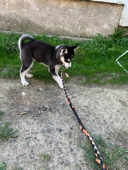 Sibirsky husky - 3