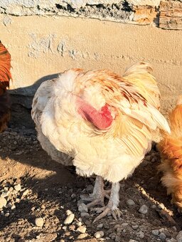 NA PREDAJ – nádherný trpasličí kohút - 3