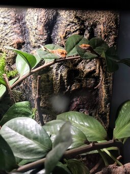 Terarium + pagekon 3ks - 3