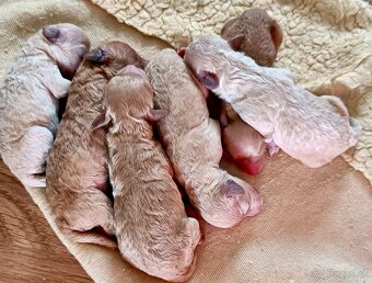 Toy Pudlik - Mini Pudel - 3