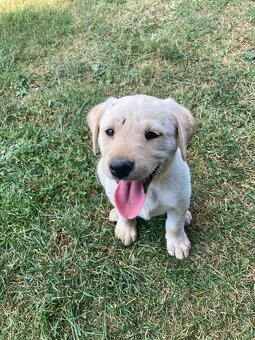 Labrador - 3