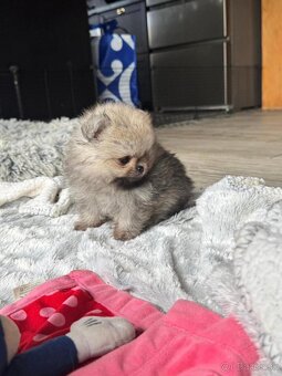 Pomeranian Boo - 3