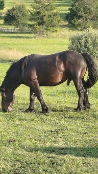 Ťažné žrebce - 3