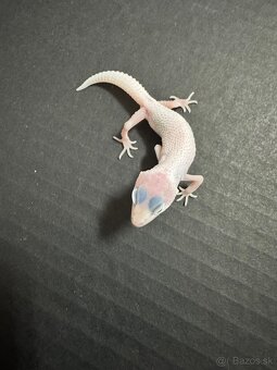 gekončik nočný murphy patternless mac snow temper albino - 3