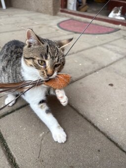 Darujem mačiatko - 3