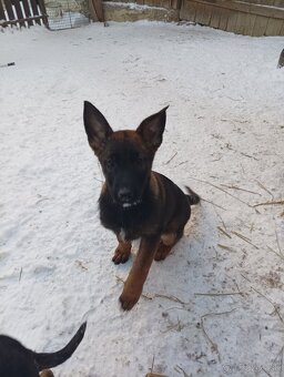 Šteniatka nemecký ovčiak - 3