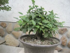 bonsai,bonsaj-javor maxi shohin - 3