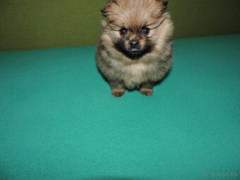 špic malý oranžový,fenka - 3