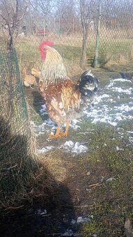 Kohút švédska  kverina - 3