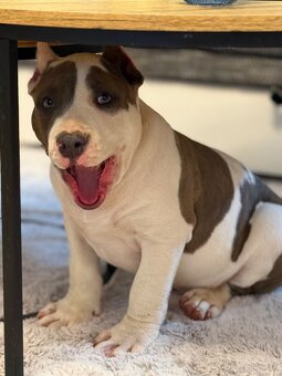 American Bully XL - 3