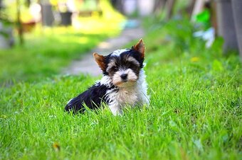 Biewer-yorkshirsky terrier  mini - 3