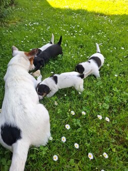 Jack Russela - 3
