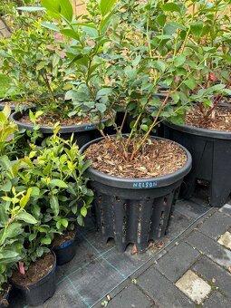 sadenice čučoriedky - 3