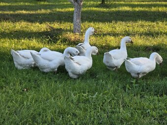 Predám ruské Cholmogorské husi - 3