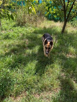 Nemecký ovčiak - 3