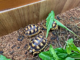 Korytnačka Testudo marginata a Testudo hermanni - 3