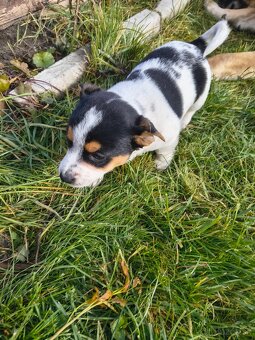 Jack Russel - 3