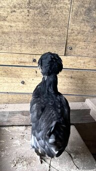 Okrasné sliepky a kohúty - 3