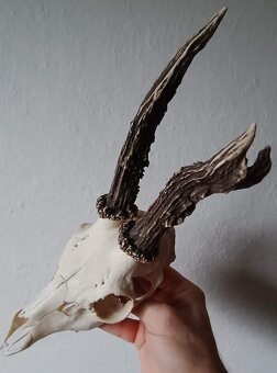 Trofej trofeje parohy parožie zhody,,,, - 3