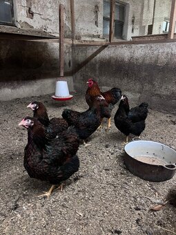 Násadové vajcia - 3