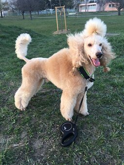 Pudel na krytie s PP - 3