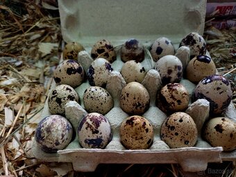 Násadové vajíčka prepelice TEXAS - 3