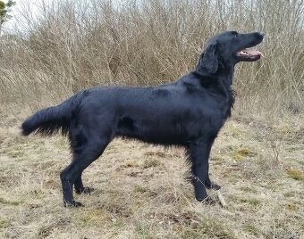 Flat coated retriever šteniatka s PP - 3