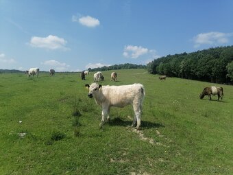 Galloway - 3