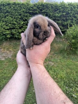 Mini Lop – zdrobnené baranovité králiky (Madagaskar) 🐰 - 3